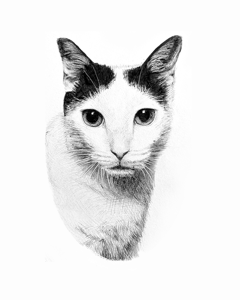 Scummy – Cat&nbsp;Portrait