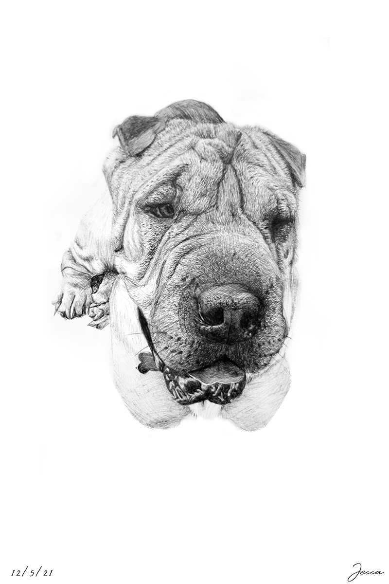 Donna – Dog&nbsp;Portrait